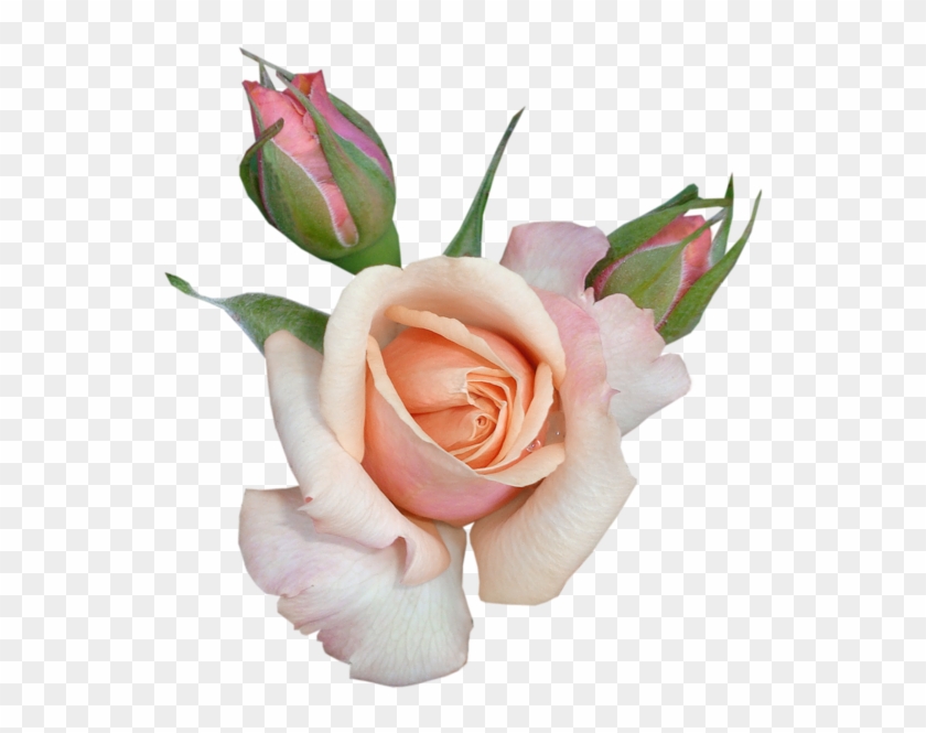 Transparent Beautiful Rose With Buds Png Picture - Beautiful Flowers Clipart With Transparent Backgrounds #280401