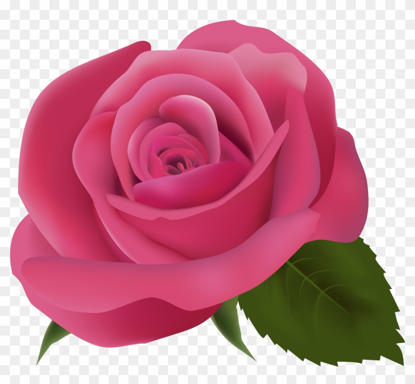 Pink Rose Png Clipart Image - Pink Rose Transparent Background #280430