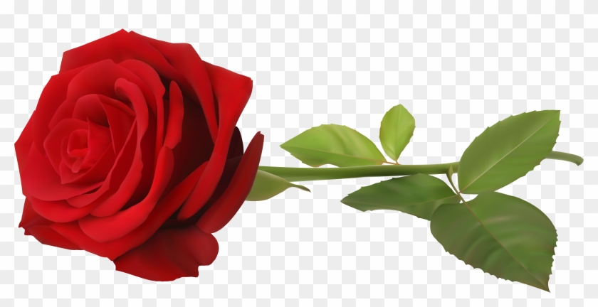 Dark Red Long Stem Rose - Transparent Png Images Roses #280431