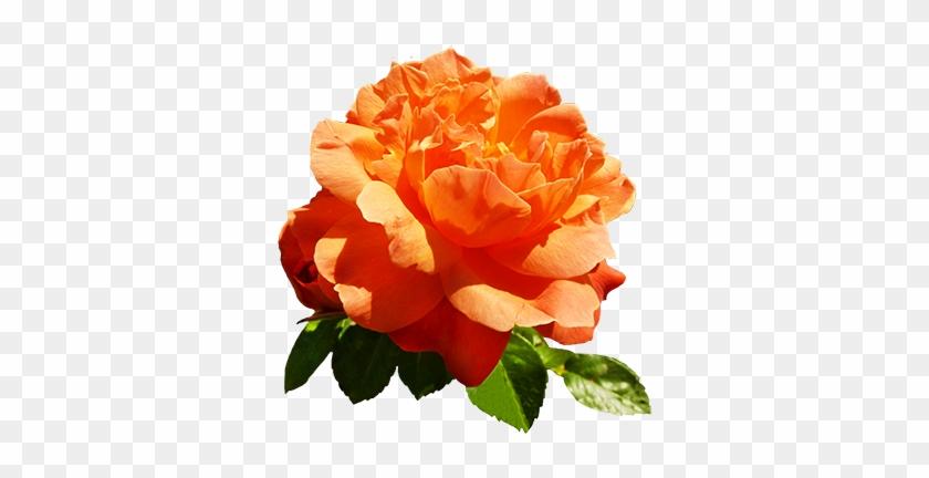 Orange Rose For Valentine's Day - Orange Rose Clip Art #280439