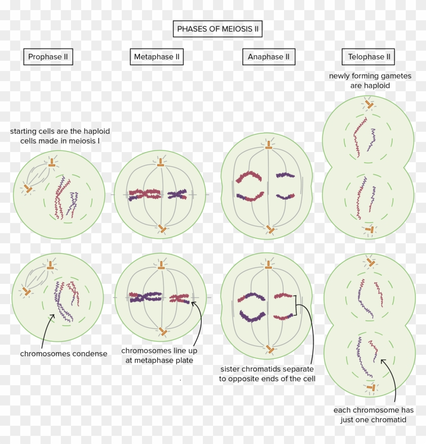 Meiosis - Learn English Grammar App #280467