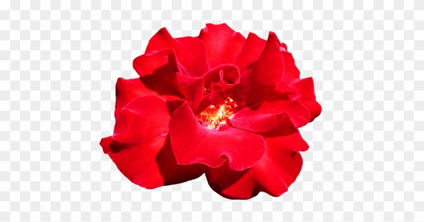 Red Valentine Rose Clipart - Red Flower Tumblr Png #280470