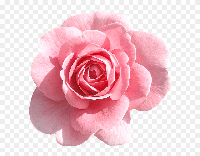 Pink Rose Clipart Transparent Png - Date A Trans Guy #280529