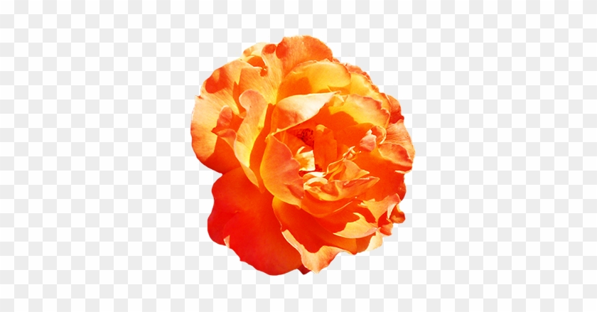 Soft Yellow Valentine Rose, Orange Rose Clipart - Rose #280551