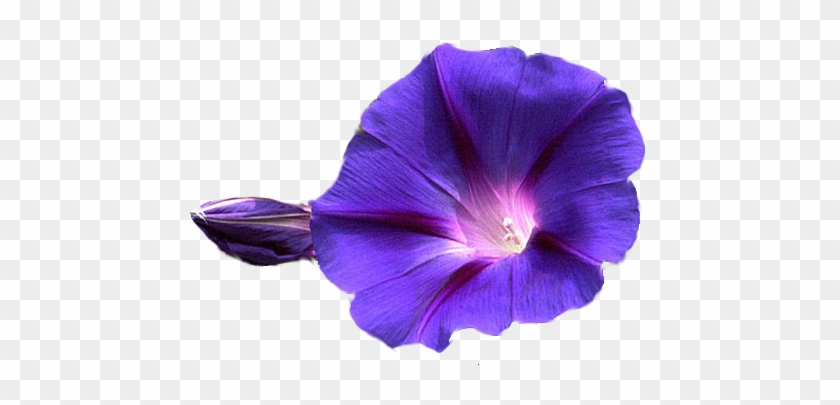 Deluxe Hibiscus Pictures Clip Art Flowers Png - Morning Glory Flower Png #280563