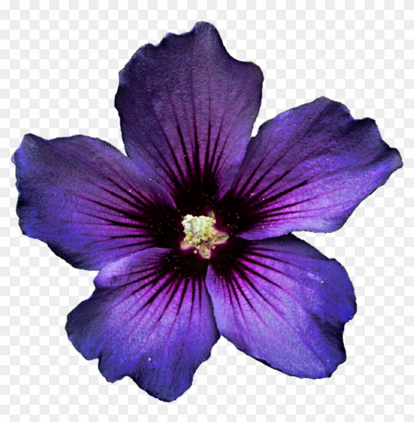 Dark Purple Hibiscus Flower Clipart - Clip Art #280580