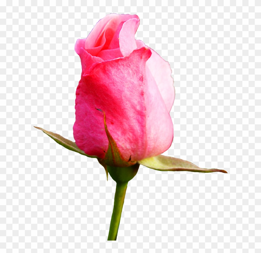 Pink Rose Clipart - Flower Pink Rose Bud #280618