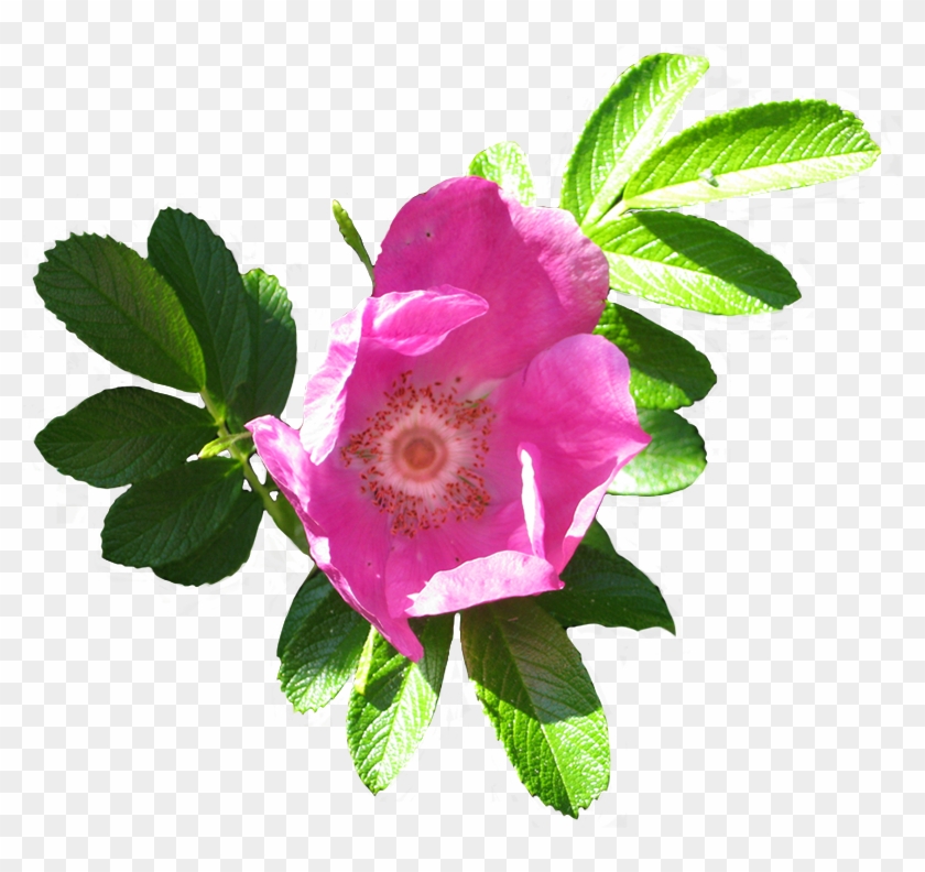Rose Clipart - - Flower Clip Art #280644