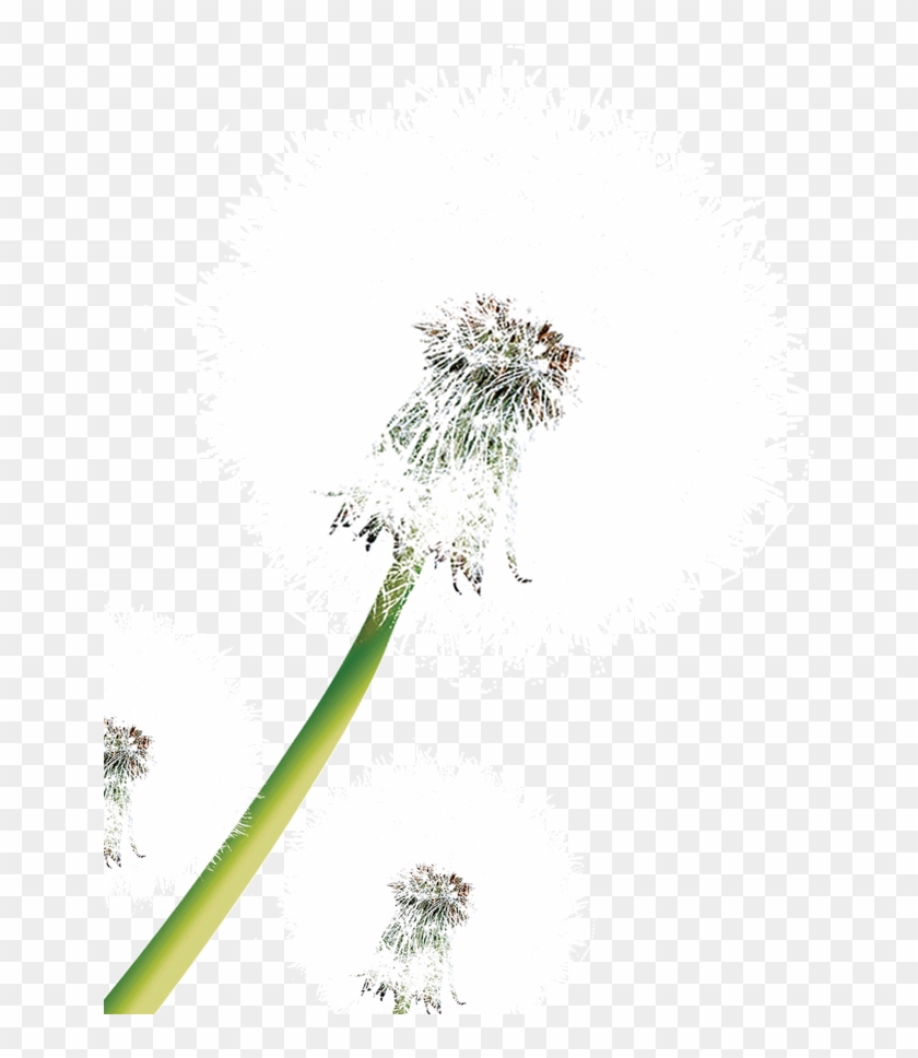 Dandelion Clip Art - Dandelion Clip Art #281056