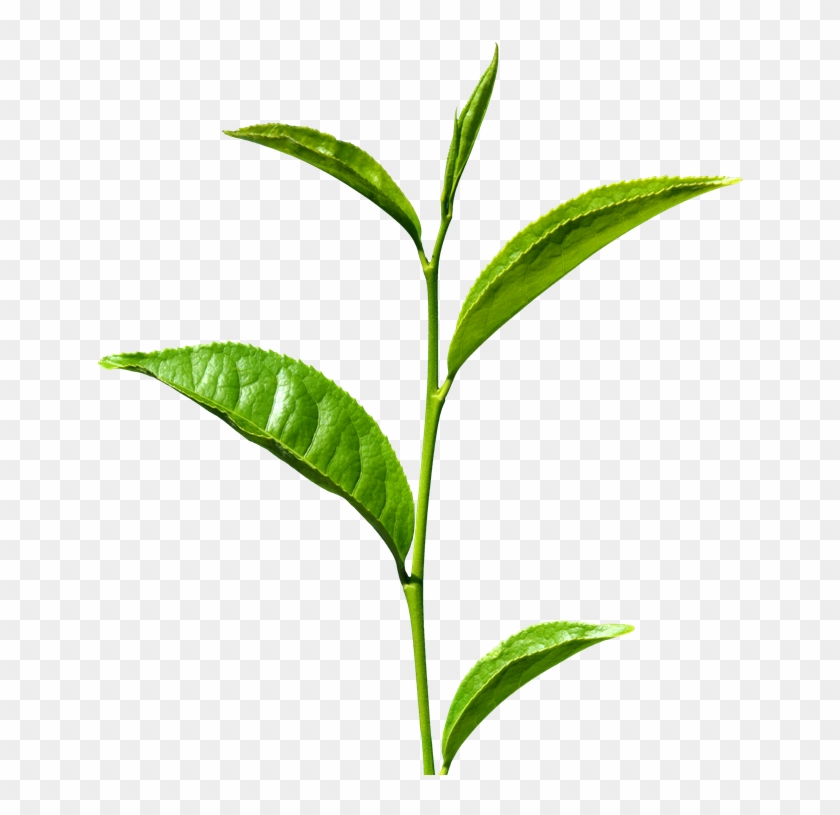 Tea Leaf Clipart Png - Definition Of A Stem #281286