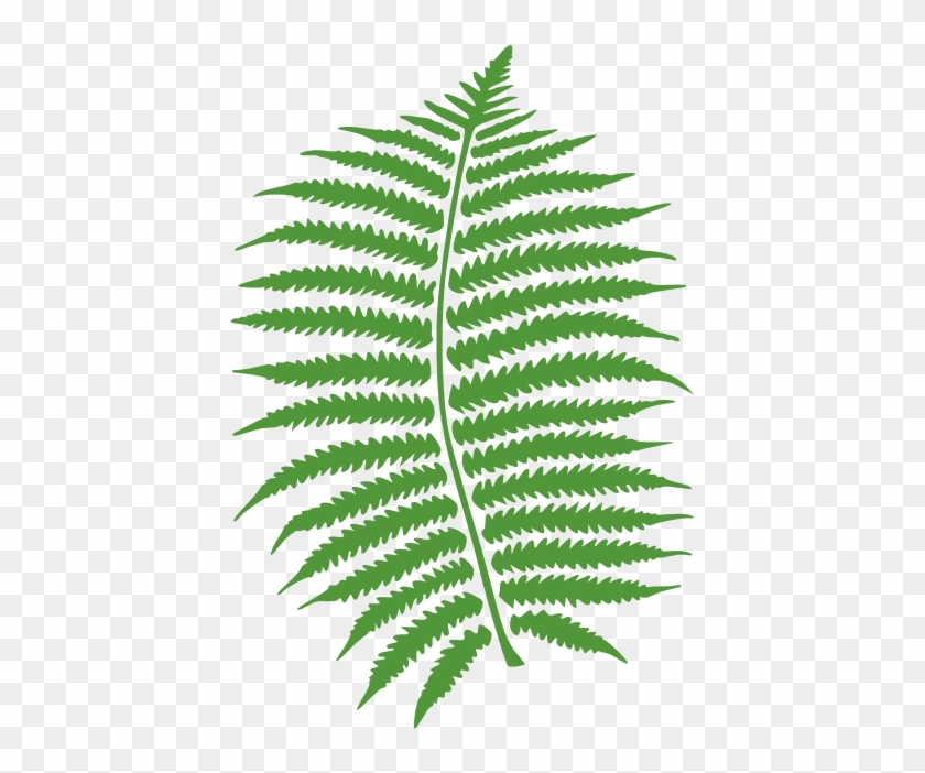 Leaf And Acorns Free Fern - Fern Tree Clip Art #281375