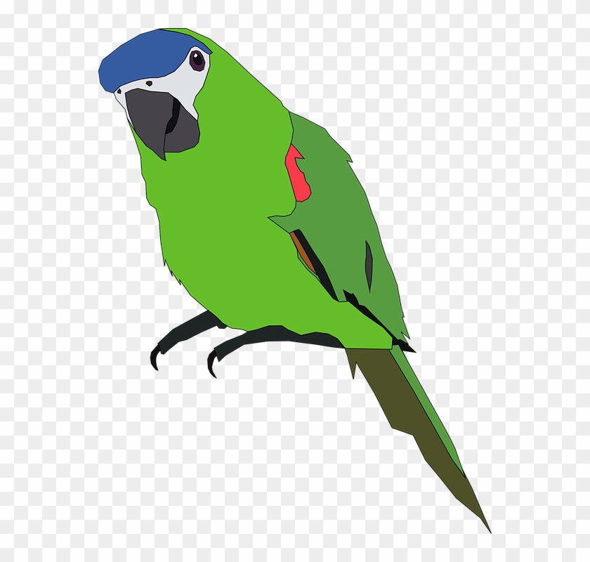 Parrot Clipart Pet Bird - Parrot Clip Art #281488
