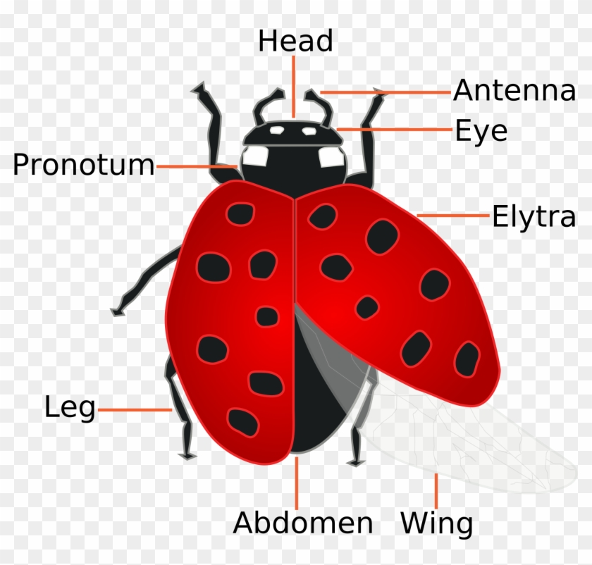 Image Of Templates Ladybug Life Cycle Diagram - Facts About A Ladybug #282255