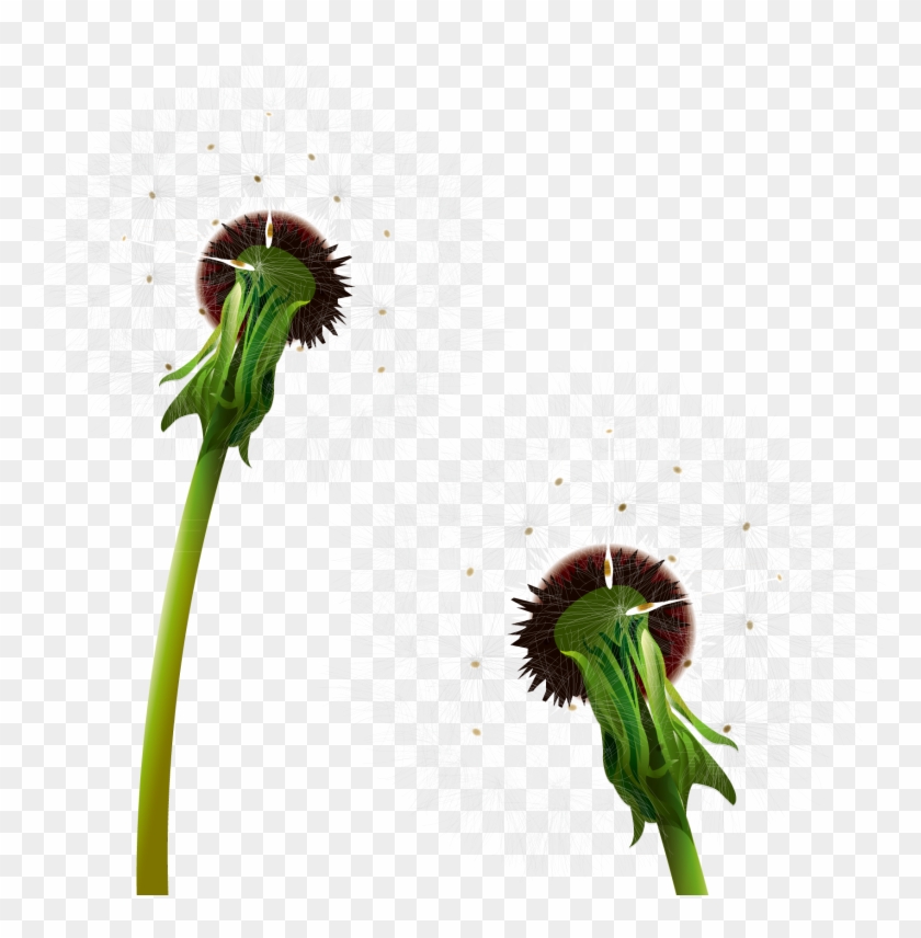 Dandelion Clip Art - Dandelion #283751