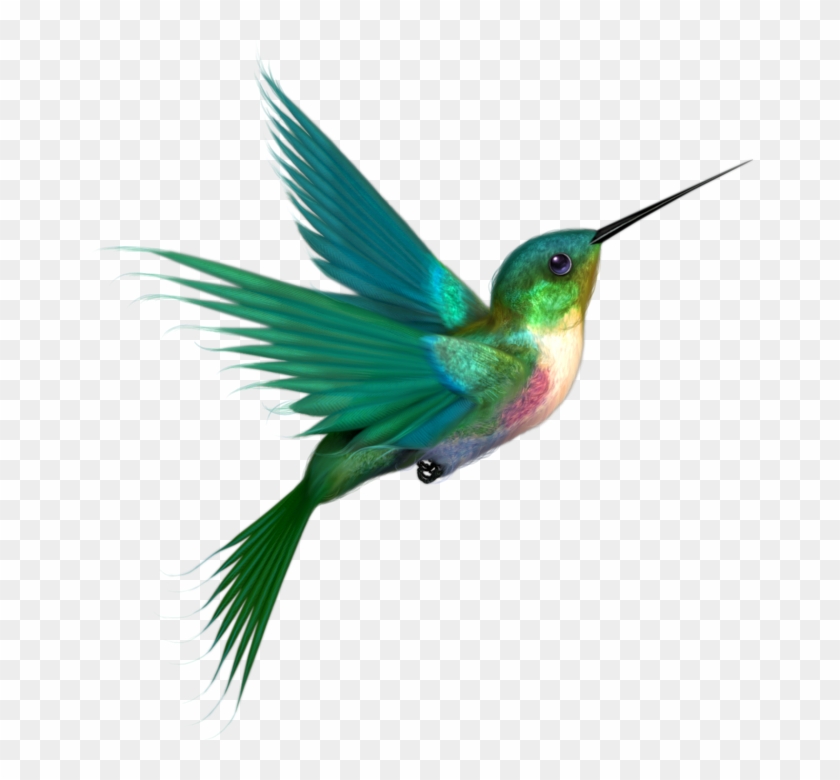 Hummingbird Png Transparent Clip Art Image - Colors Of A Hummingbird #284041