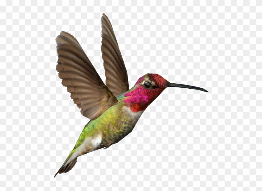 Ambient Anna - Anna's Hummingbird Transparent Background #284076