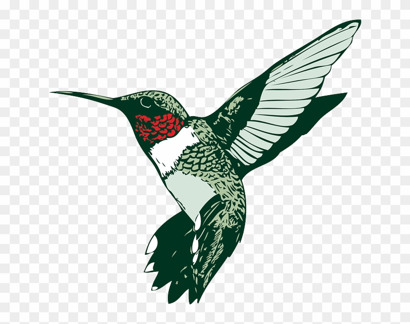 Hummer, Hummingbird, Ruby-throated - Humming Bird Clip Art #284079