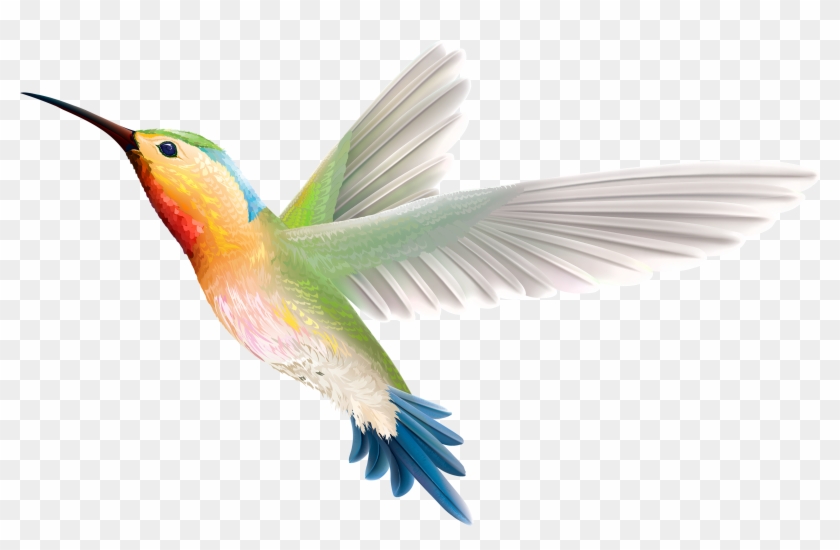 Hummingbird Png Clipart - Hummingbird Png Clipart #284091