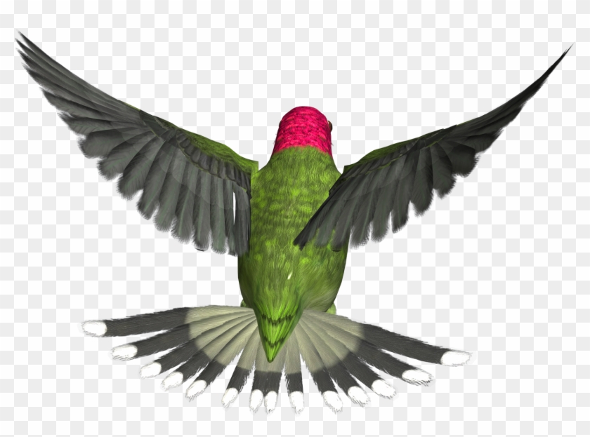 Hummingbird Png Hd - Bee Humming Birds Png #284141