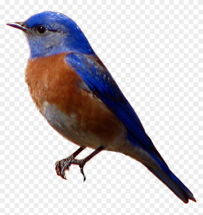 Blue Bird Png #284164