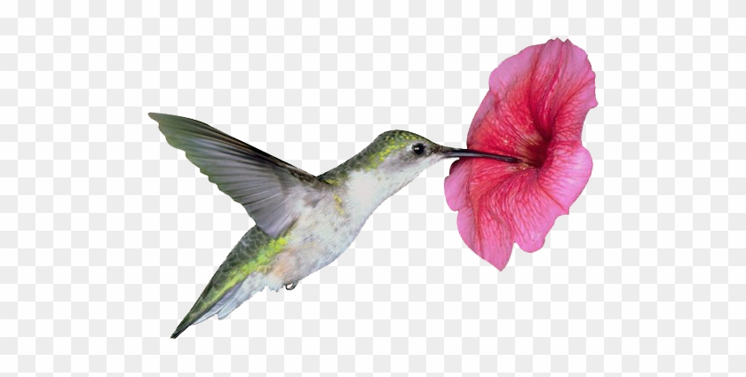 Hummingbird-flower - Humming Bird With Flower #284165