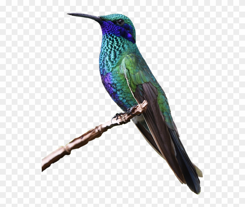 Hummingbird Png Hd - Beautiful Purple And Green Hummingbird Resting R Thoughts, #284188