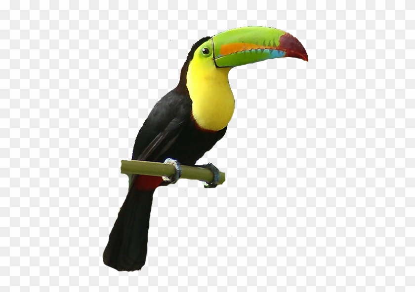 Toucan Bird Clipart - Toucan #284212