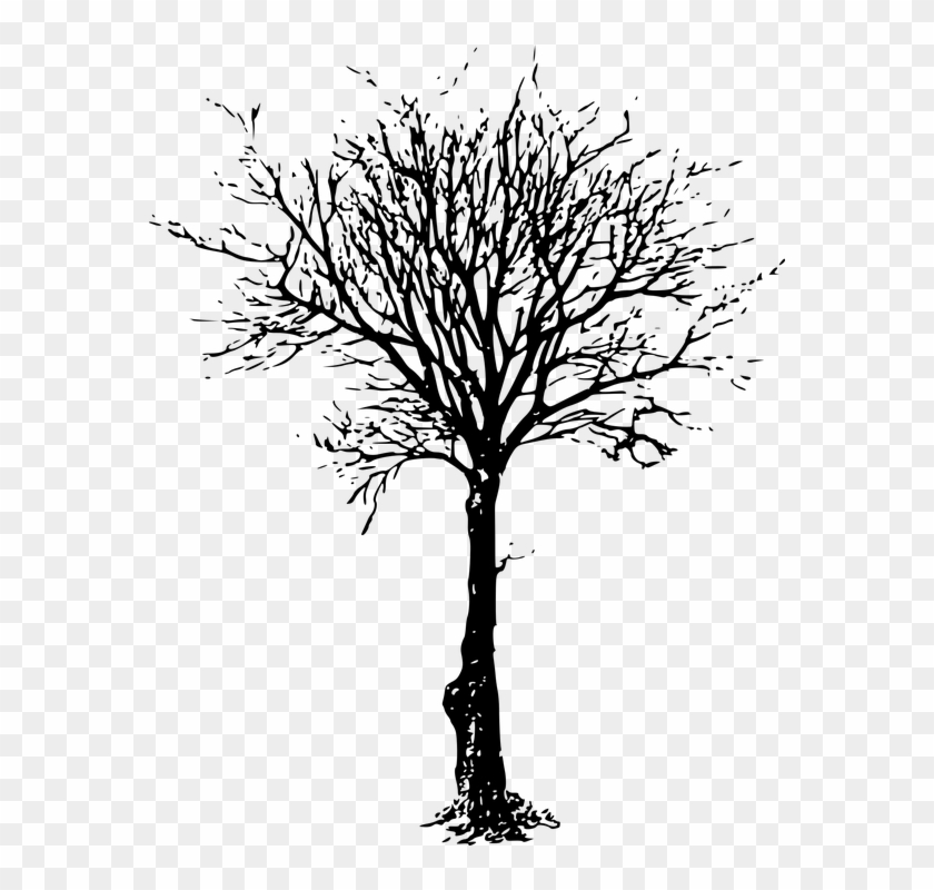 How To Draw A Dead Tree - Leafless Tree Png Transparent #284360