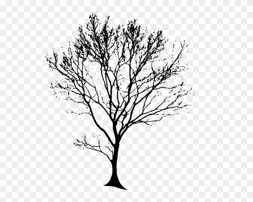 Free Clipart Line Drawing Live Oak Tree - Tree Black Drawing #284361