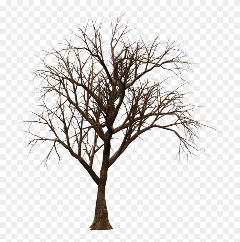 Brushes, Patterns Etc - Brown Branch Twig Tree Led Tree #284363