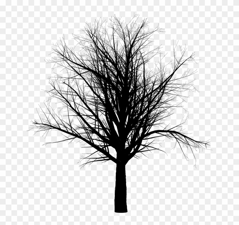 Cedar Tree Silhouette 17, - Barren Tree Png #284365