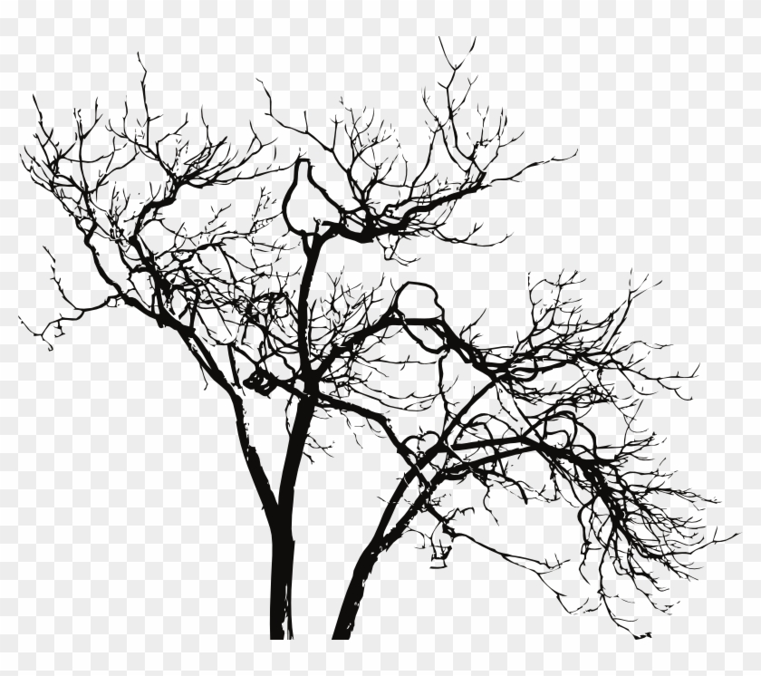 Old Dead Trees Provide Home For Download - Branches Png #284367