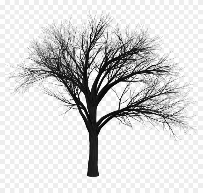 How To Draw A Dead Tree 7, - Tree #284384