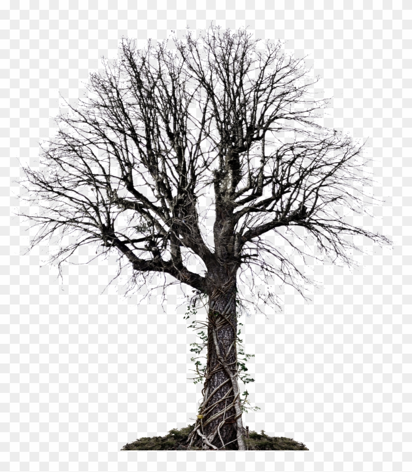 Dead Tree With Vines Png Stock Photo 0036 Copy 6 By - Dead Tree With Vines Png Stock Photo 0036 Copy 6 By #284422