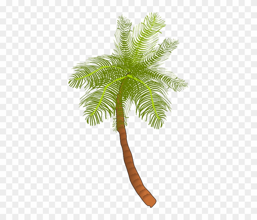 Palm, Tree, Ocean, Summer, Vacation, Beach, Palm Leaf - Coconut Tree Clip Art #284417