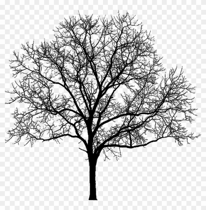 More Artists Like Stock - Winter Tree Silhouette Png #284445