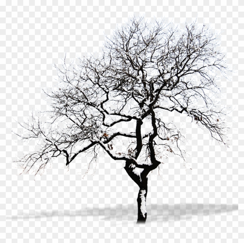 Snow Tree Branch - Winter Tree Png #284460