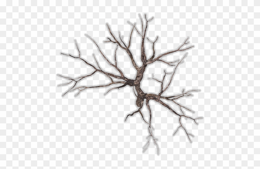 185k Tree Dead 2 - Dead Tree Top View Png #284466