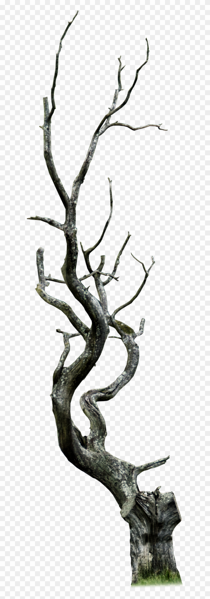 Aledjonesdigitalart Dead Tree Png - Tree #284532