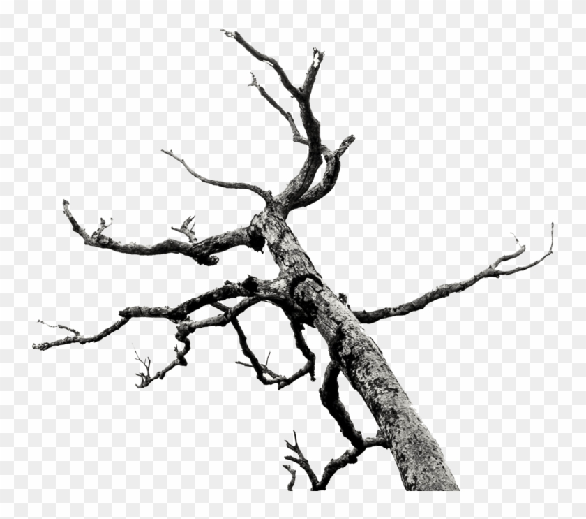 Dead Tree/branches Stock By Akasling - Killsorrow #284547
