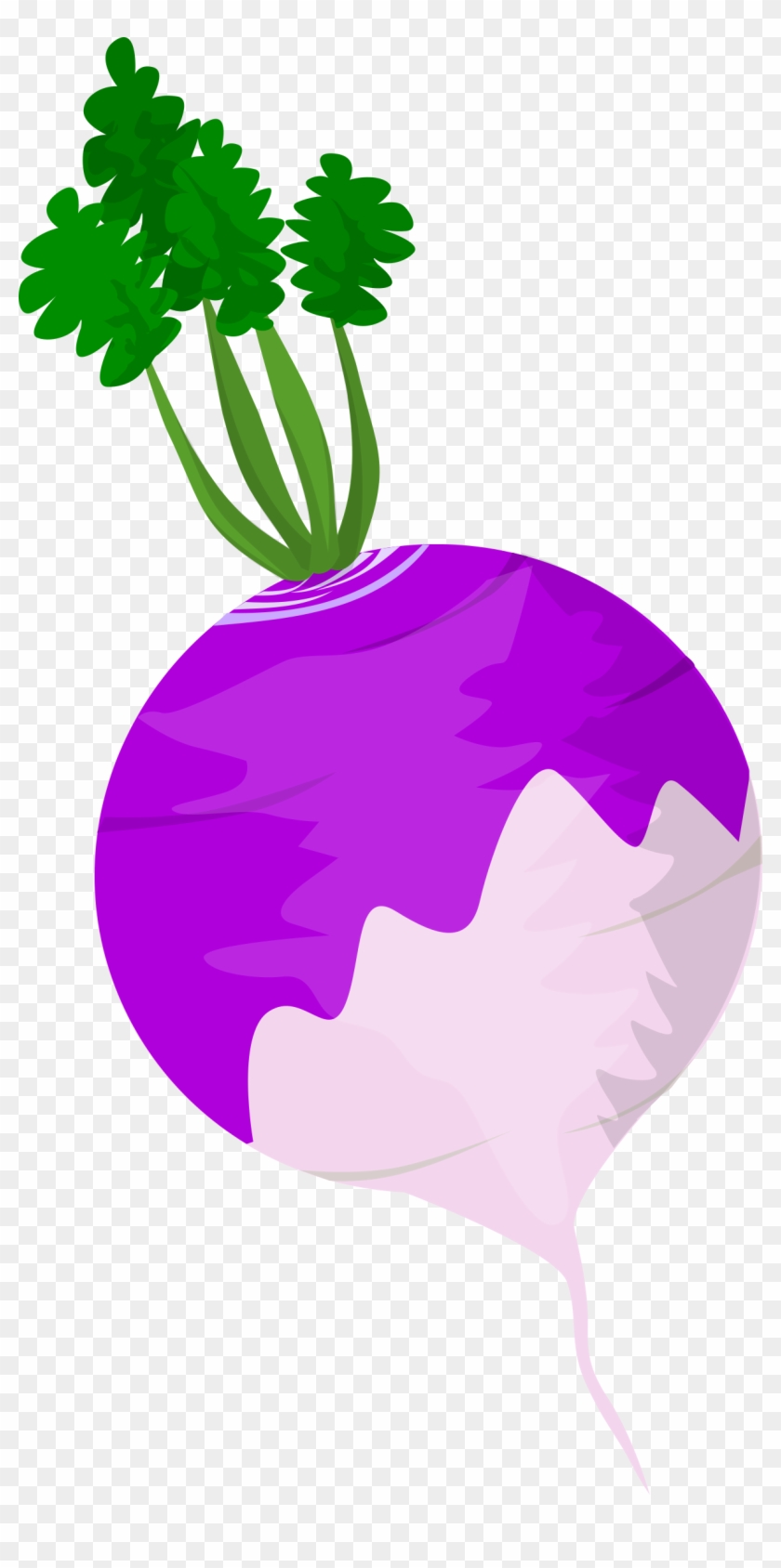 New Turnip Clip Art Medium Size - Clip Art Turnip #284667