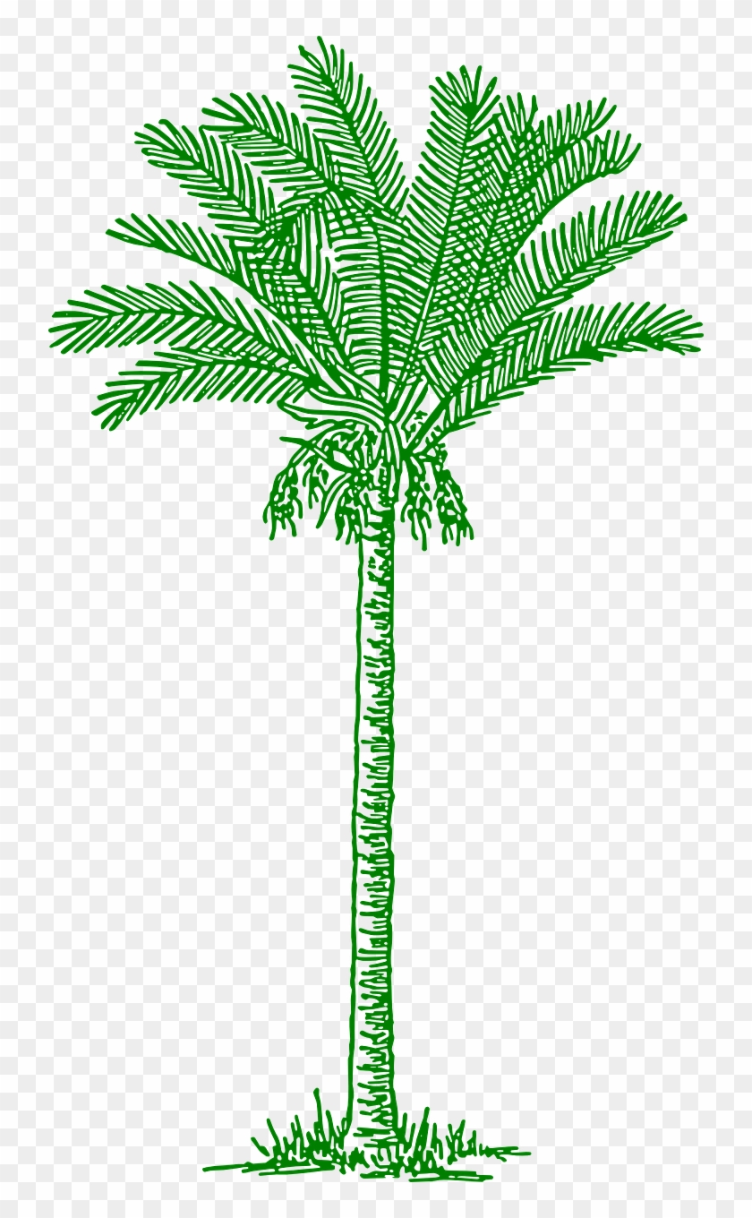 Palmtree Leaves Beach Tropical Png Image - Lines Drawing Palm Tree #284725