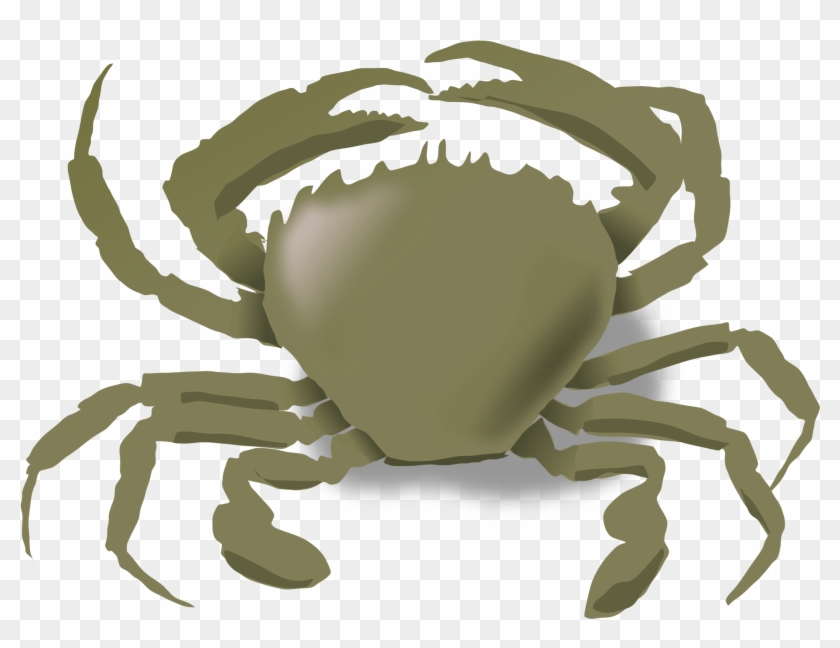 water animals crab