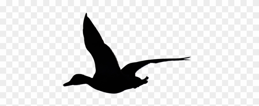 Flying Duck Silhouette By Wuestenbrand On Deviantart - Flying Duck Silhouette Clip Art #284751