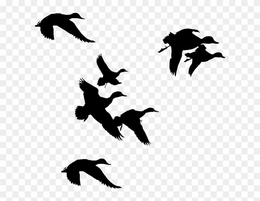 Flock Of Birds Clipart Branch Clip Art - Ducks Flying Silhouette #284790