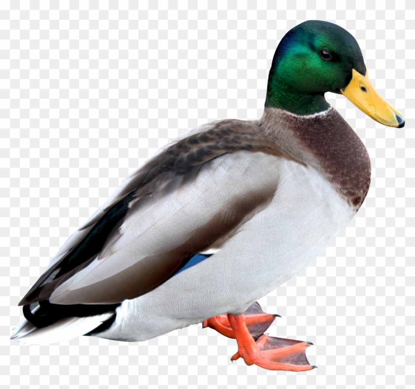 Duck Png Hd - Duck Png #285032