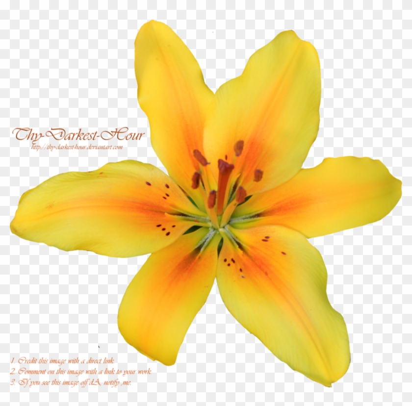 Hibiscus Flowers Clip Art - Portable Network Graphics #285097