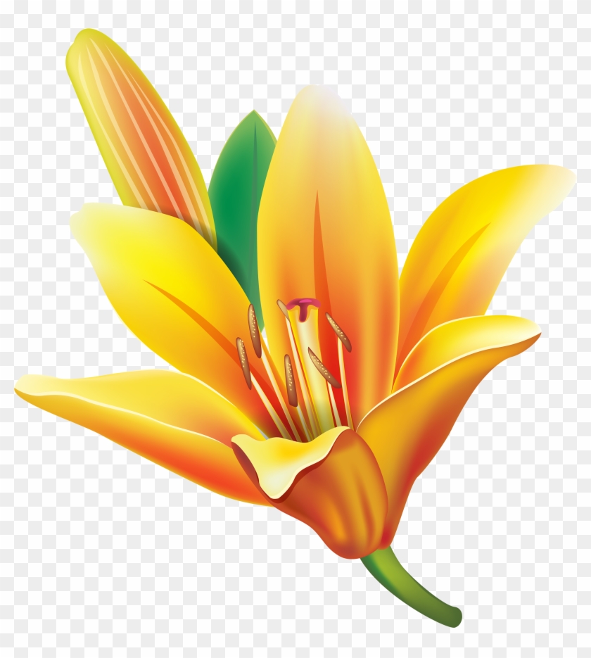 Yellow Bell Flower Clipart - Lily Flower Png #285157