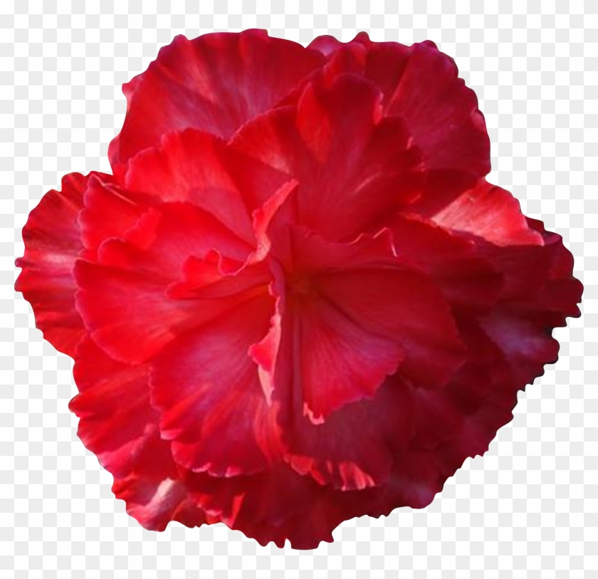 Red Flower Clipart Real Flower - Real Flower Clip Art #285415