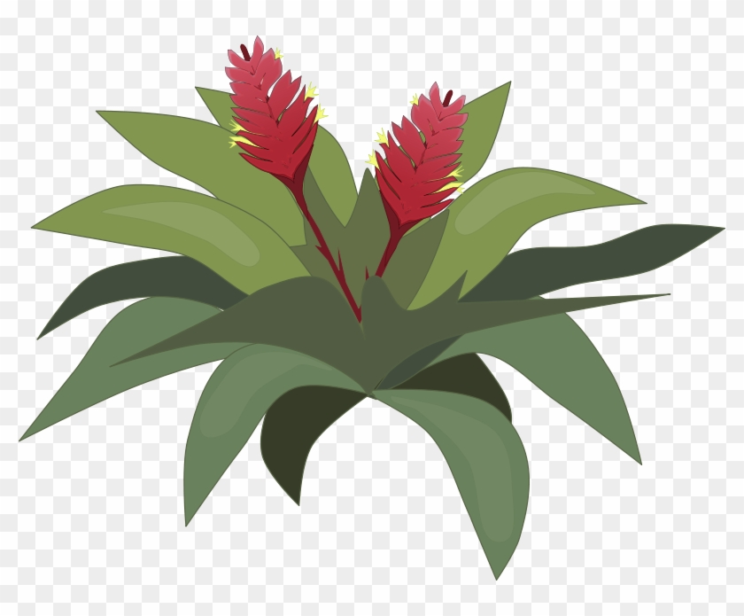Free To Use Public Domain Plants Clip Art - Crepe Ginger #285480